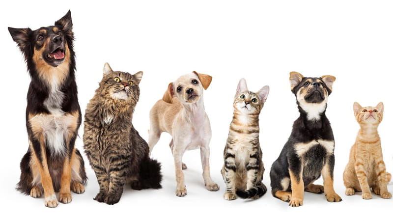 veterinary2